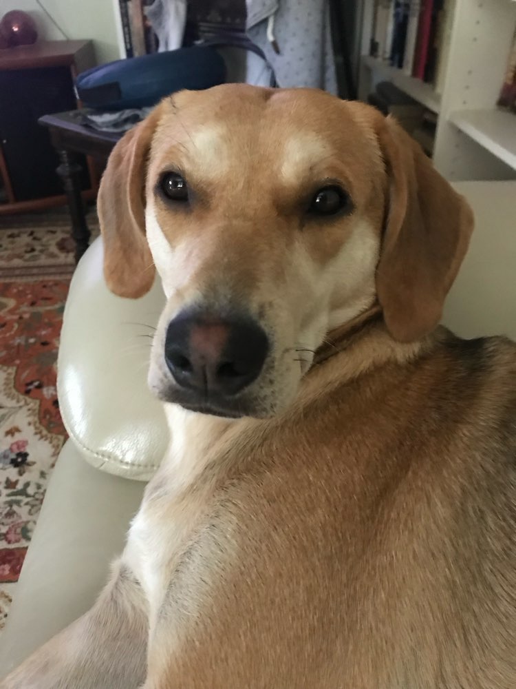 Hundetreffen-Gassirunde-Profilbild