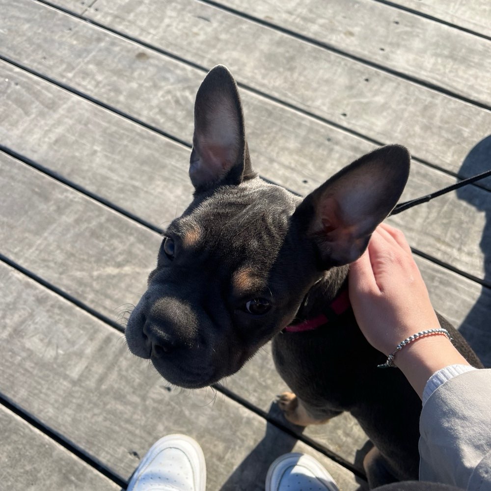 Hundetreffen-Hundetreffen in Graz-Profilbild