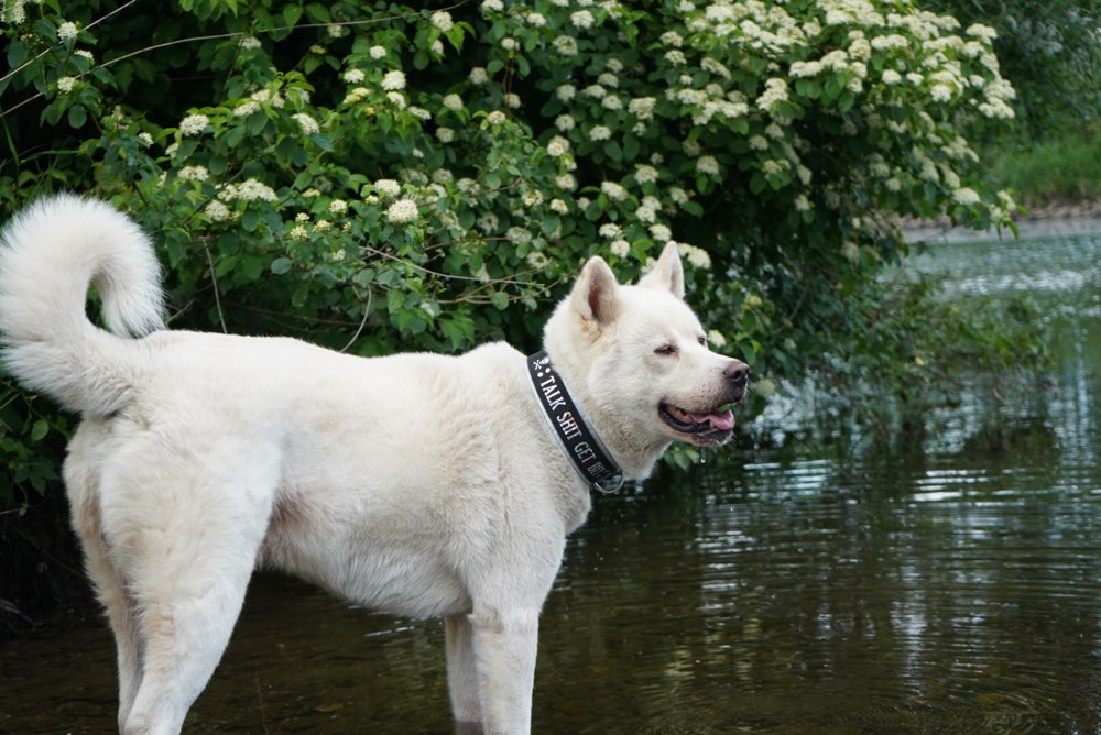 Hundetreffen-Spaziergang-Profilbild