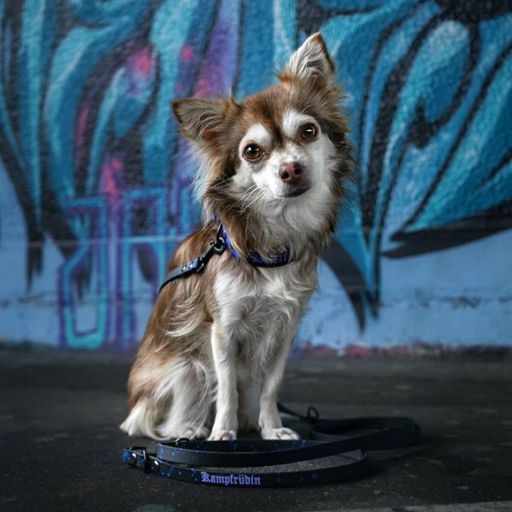 Hundetreffen-Spiel/Gassirunde-Profilbild