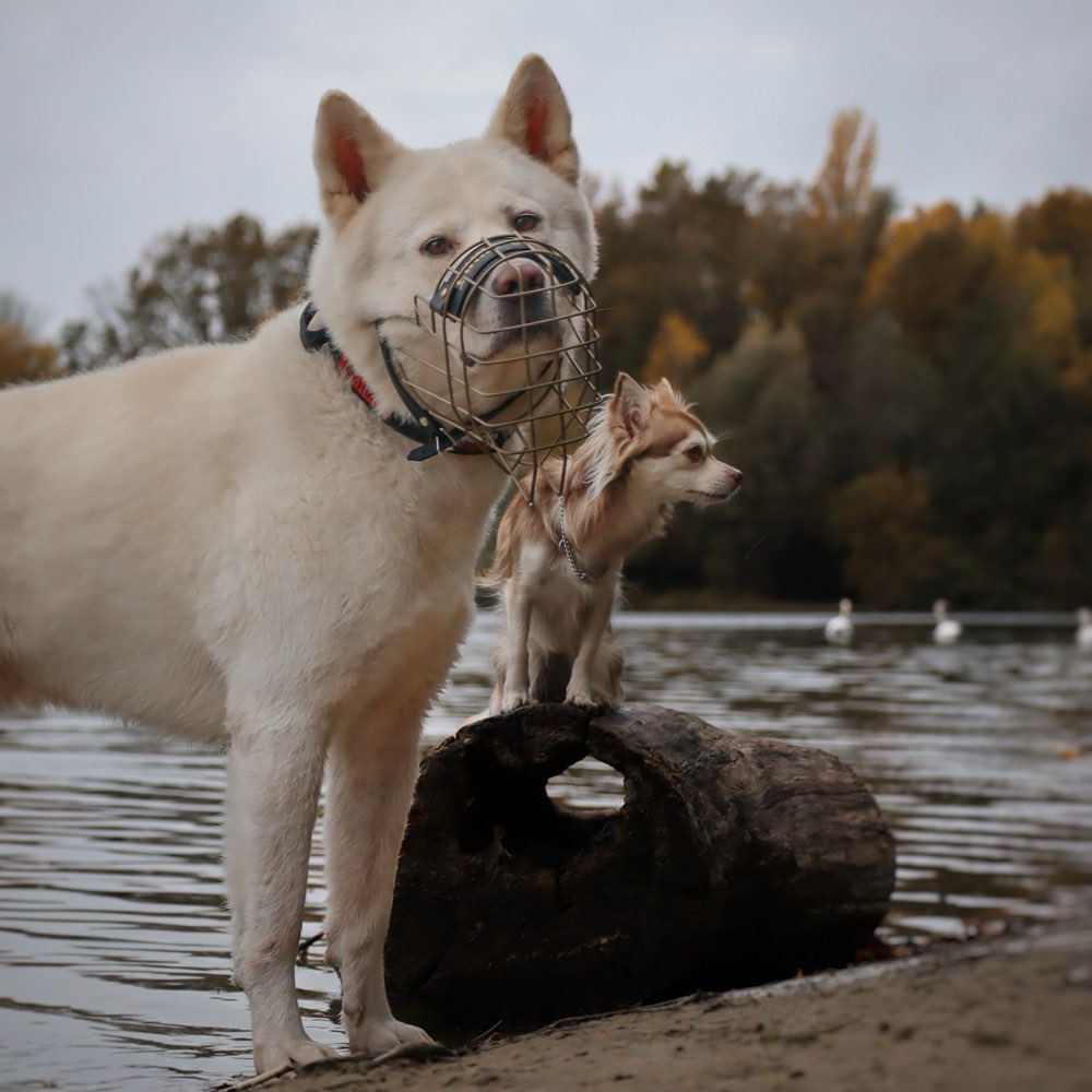 Hundetreffen-Spaziergang-Profilbild