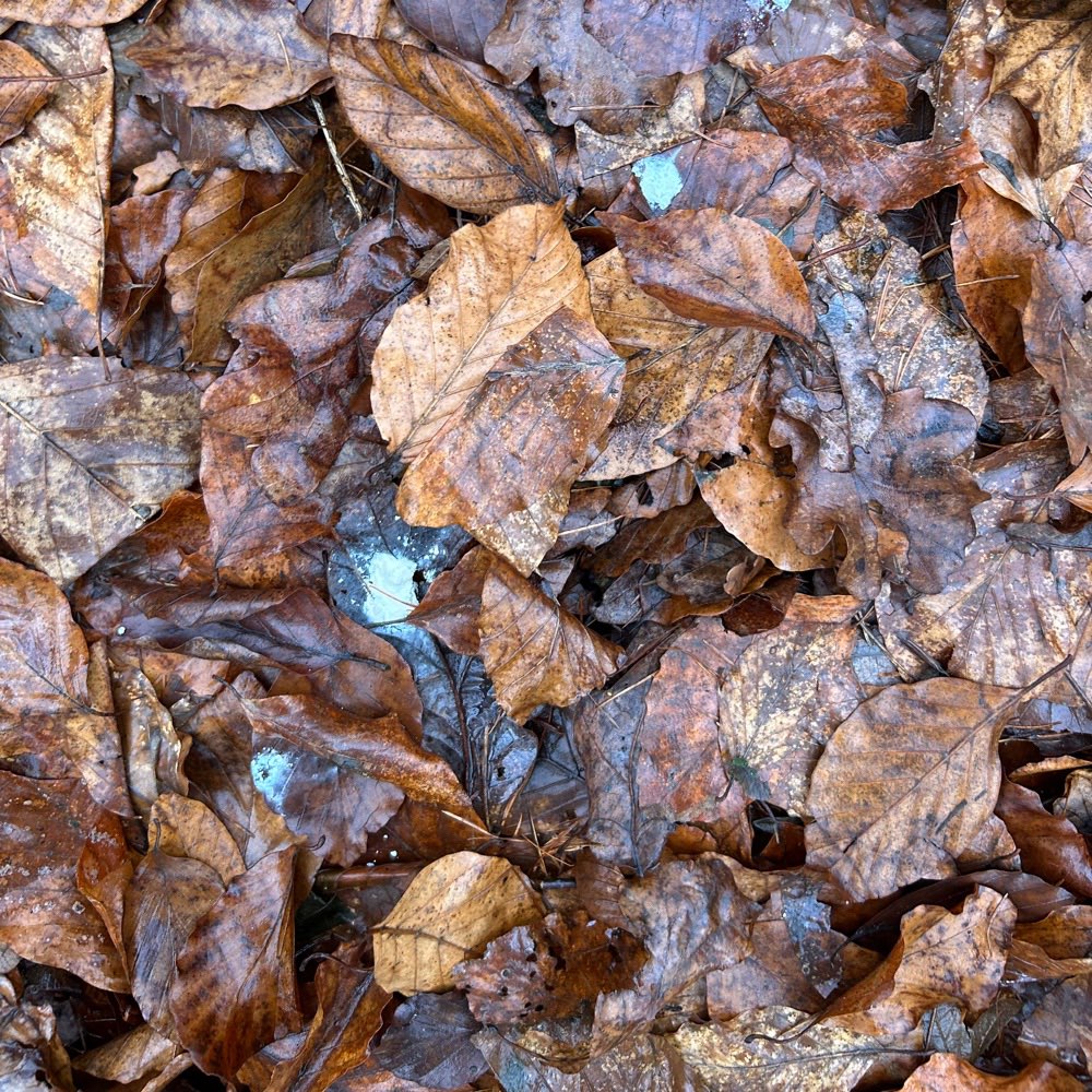 Giftköder-Weißes Pulver auf dem Boden im Wald-Profilbild