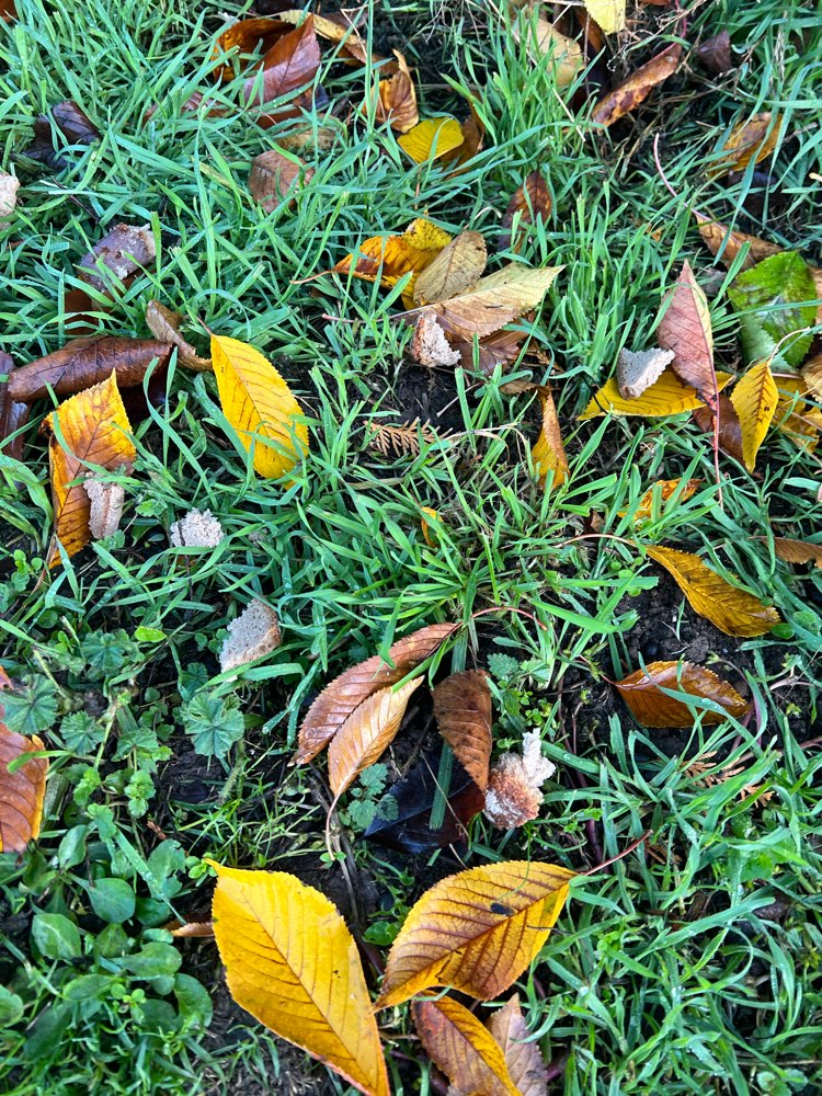 Giftköder-Möglicher Giftköder-Profilbild