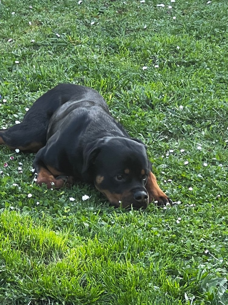 Hundetreffen-Spielrunden für unseren Rotti Puma-Profilbild