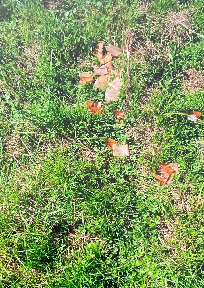 Giftköder-Eventuell Giftköder-Profilbild