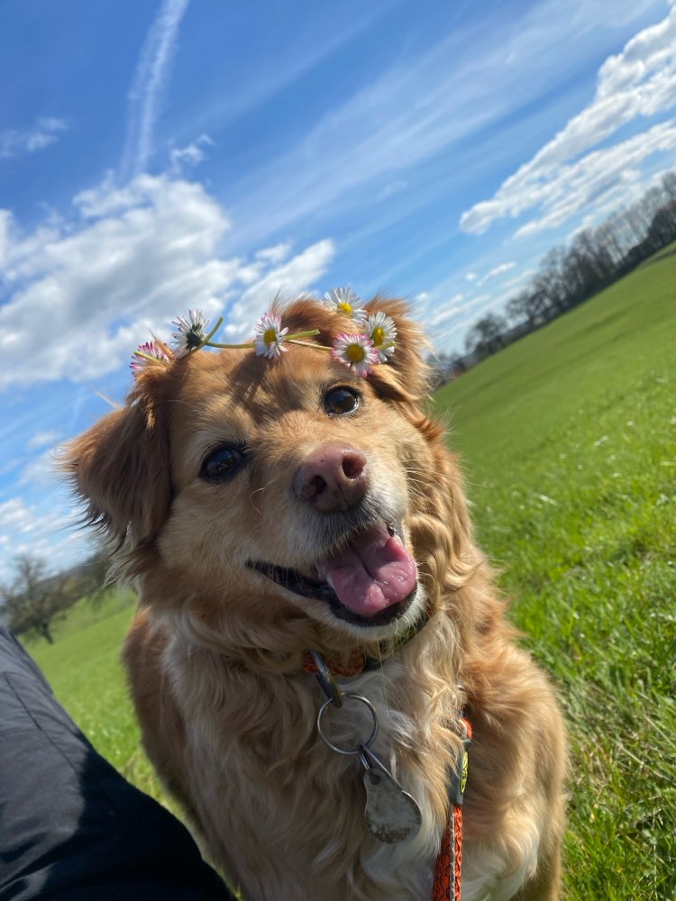 Hundetreffen-Unser Schatz wünscht sich mehr Hunde Kontakt-Profilbild