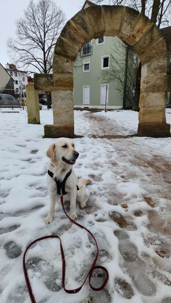Hundetreffen-Spielkumpel bei Hallstadt-Profilbild