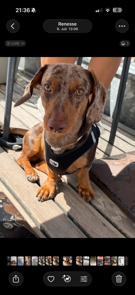 Hundetreffen-Dackeltreffe/Hundetreff-Profilbild