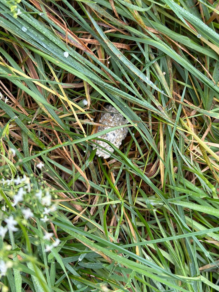 Giftköder-Gift-Profilbild