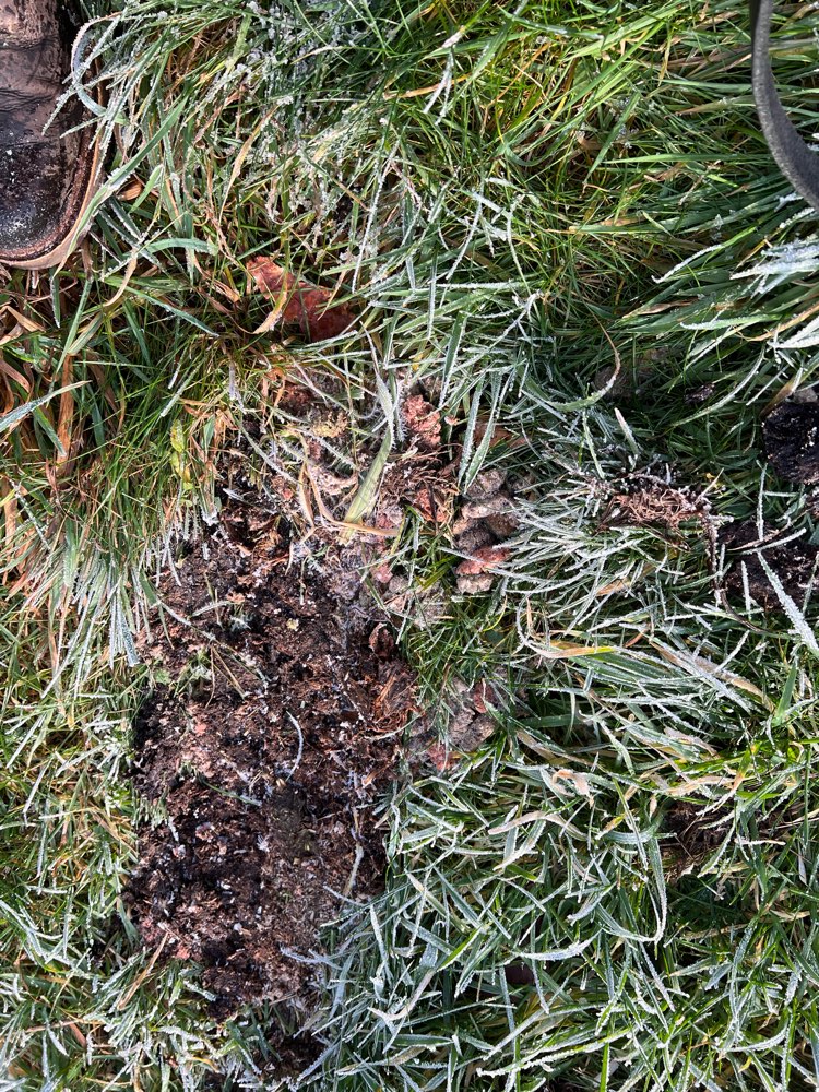 Giftköder-Vermutlich Gift ausgelegt-Profilbild