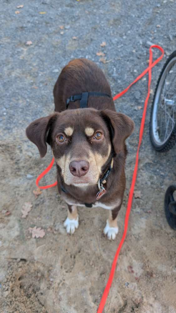 Hundetreffen-Hundefreunde für Spielen und Spazierengehen gesucht-Profilbild