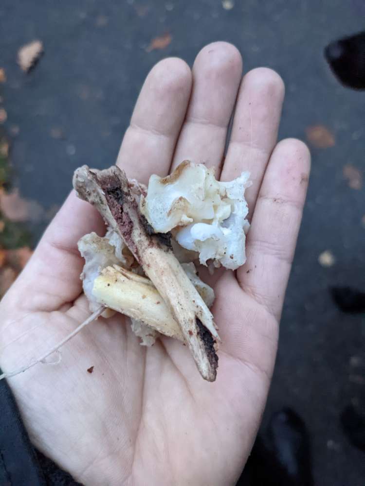 Giftköder-Knochen und Knorpelreste-Profilbild