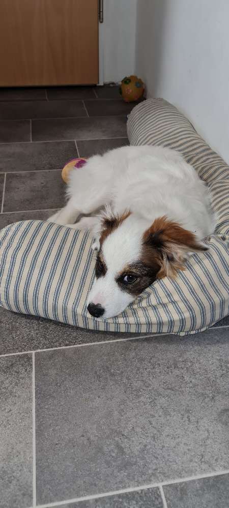 Hundetreffen-Klein Welpen-Profilbild