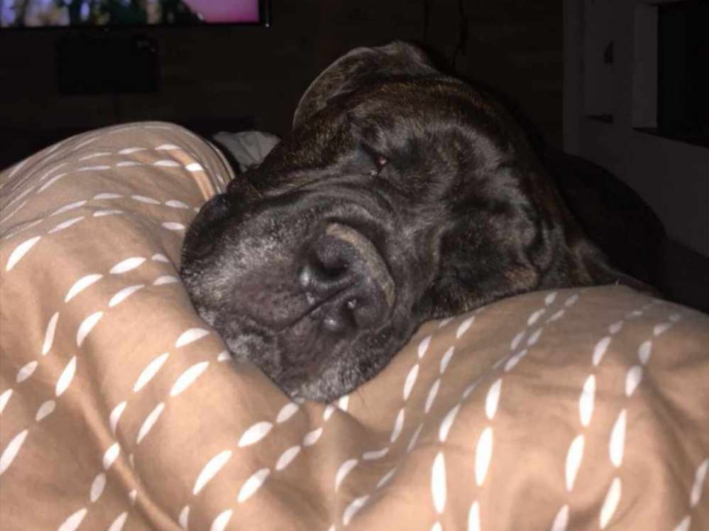 Hundetreffen-Mittel bis große Hunde (kleine auch)-Profilbild