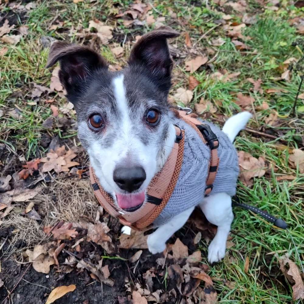 Hundetreffen-Gassi und Spielpartner Gesucht-Profilbild