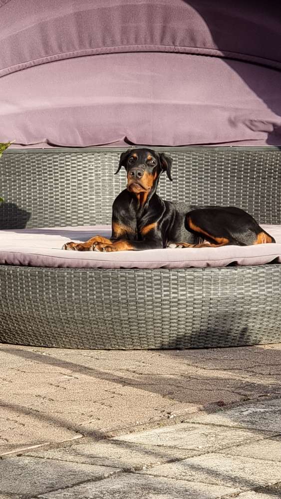 Hundetreffen-Spielrunde in Schifferstadt-Profilbild