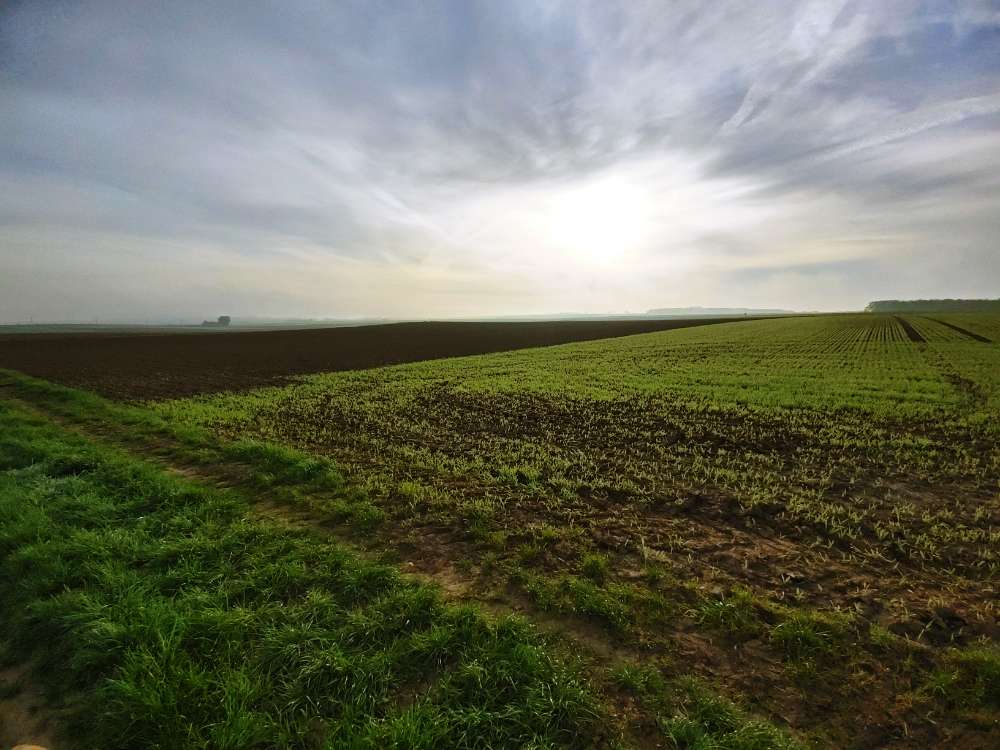 Giftköder-Rosa Rattengift(?) auf Feldweg (Plateau)-Profilbild