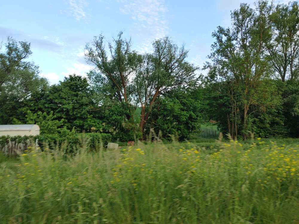 Giftköder-Möglicher Giftköder im Gebüsch/ Gras-Profilbild