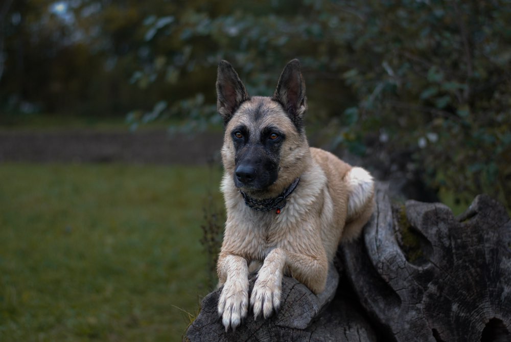 Hundetreffen-Trainingskumpel/ Hundesitting-Profilbild