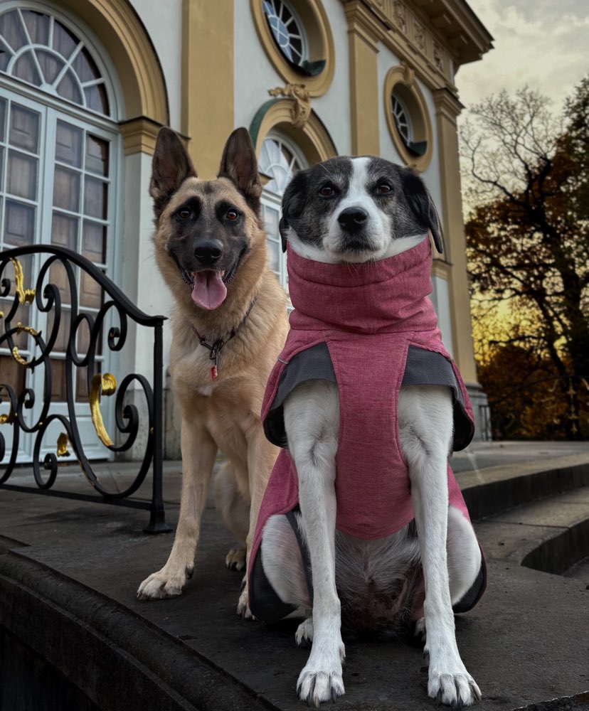 Hundetreffen-Fotofreunde gesucht 📸🙌🏻-Profilbild