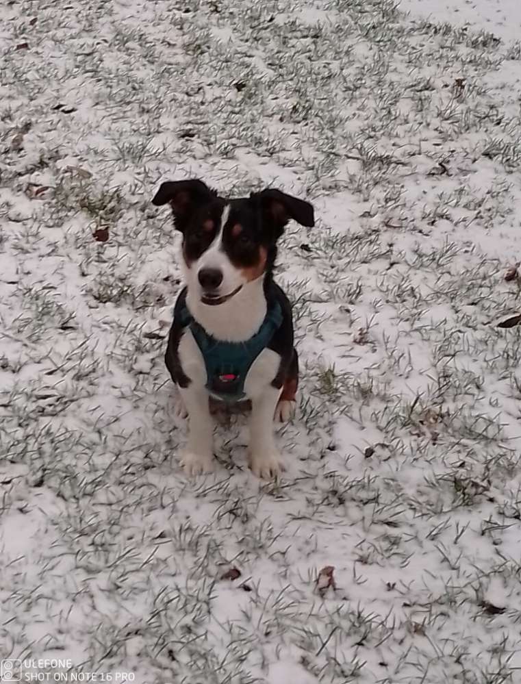 Hundetreffen-Suchen eine Gassi/Spielrunde-Profilbild