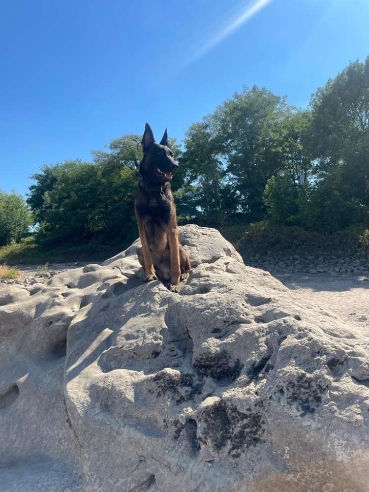 Hundetreffen-Chico sucht Hunde Kameraden und Menschen die keine Angst vor ihm haben-Profilbild