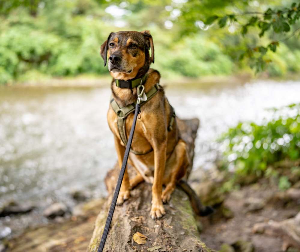 Hundetreffen-Gemeinsame Gassirunden-Profilbild