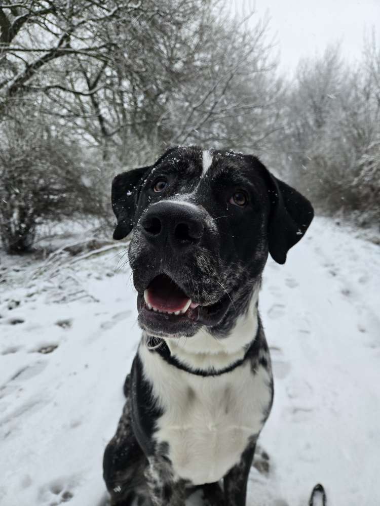 Hundetreffen-Gassirunde an der Sarre entlang in Wanzleben-Profilbild