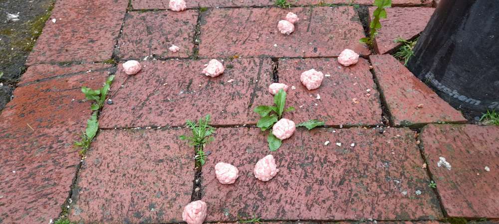 Giftköder-Möglicher Giftköder in Alt-Ricklingen-Profilbild