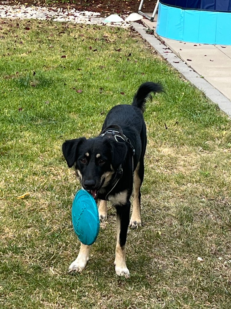 Hundetreffen-Elmo sucht Spiel- und Gassipartner-Profilbild