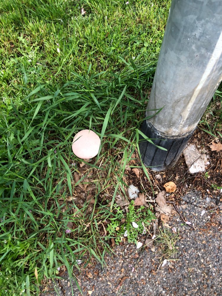 Giftköder-Verdächtige Wurst-Profilbild