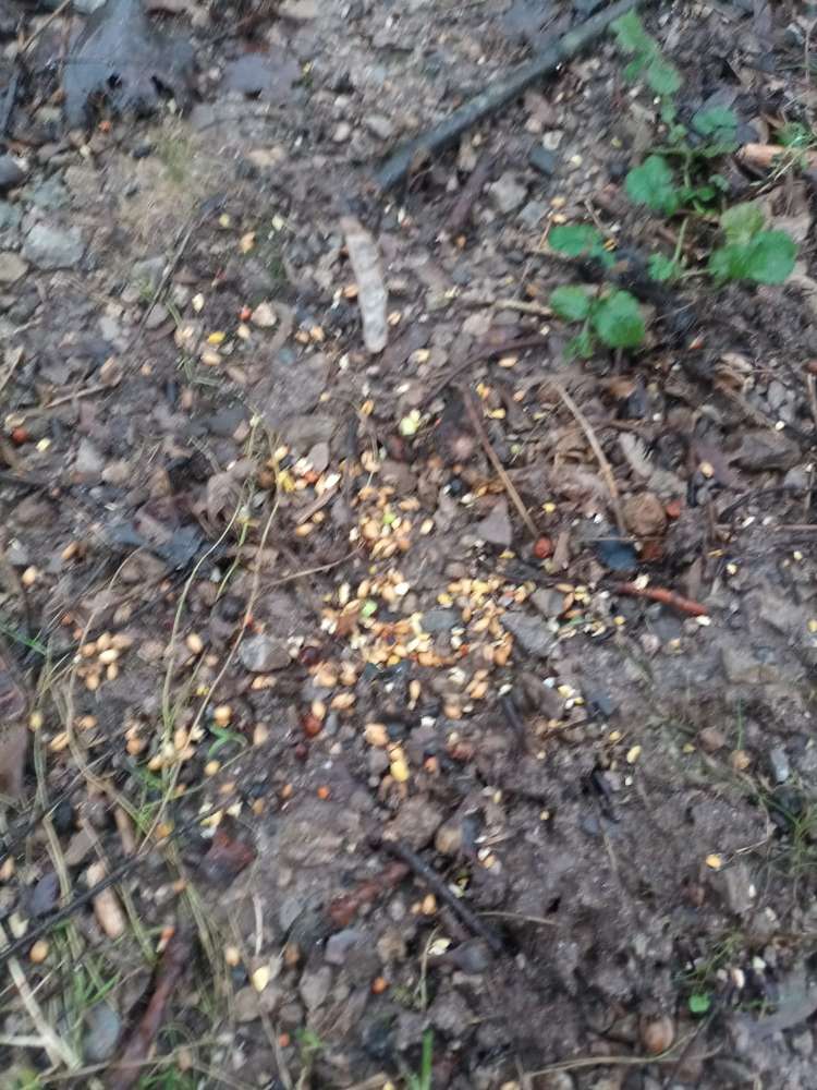 Giftköder-Evtl gift-Profilbild