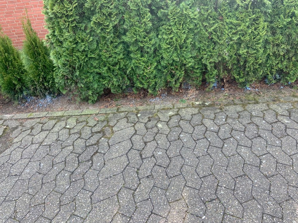 Giftköder-Blaukorn-Profilbild