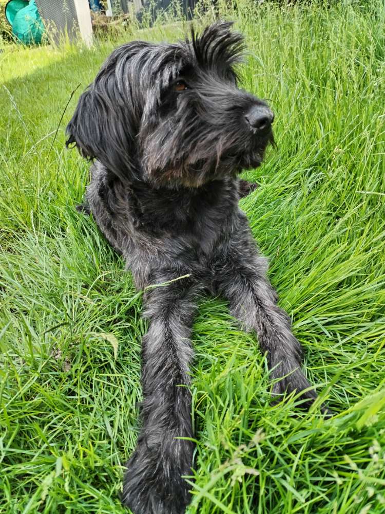 Hundetreffen-Spiel und Gassirunden in Neuburg-Profilbild