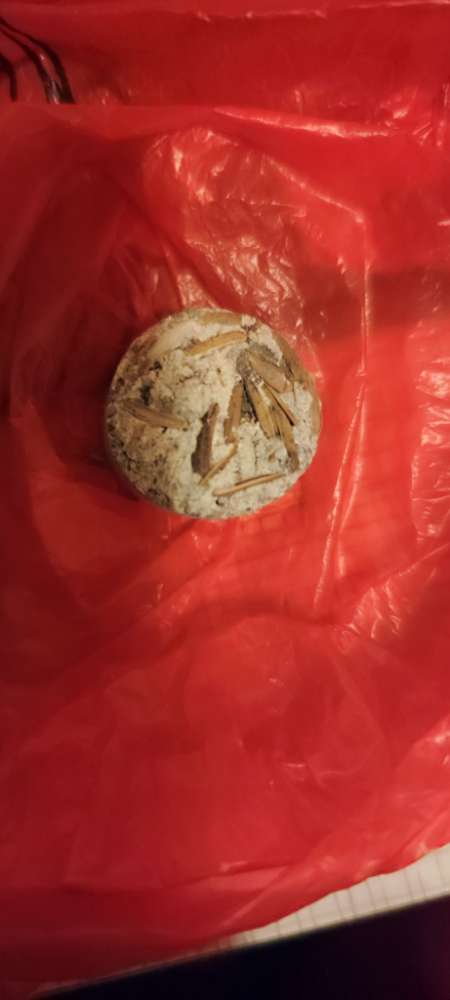 Giftköder-Giftköder-Profilbild