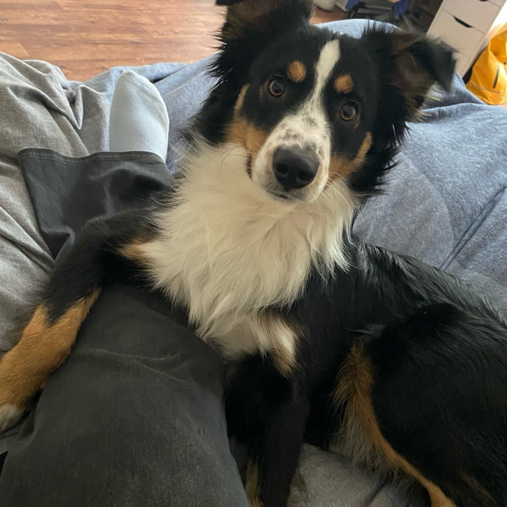 Hundetreffen-Gassi & Spielrunden in Besssungen-DA-Profilbild