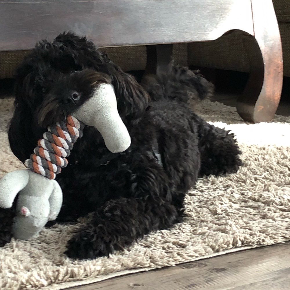 Hundetreffen-Spielrunde 😊-Profilbild