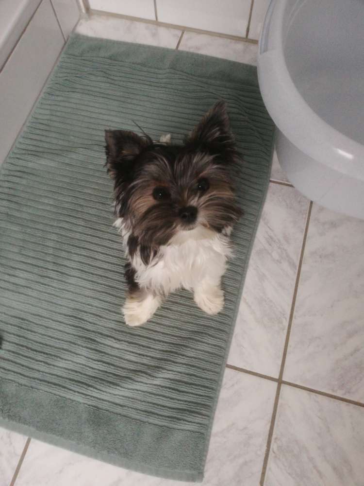 Hundetreffen-Spielkamerad|in gesucht 🐕🐾-Profilbild