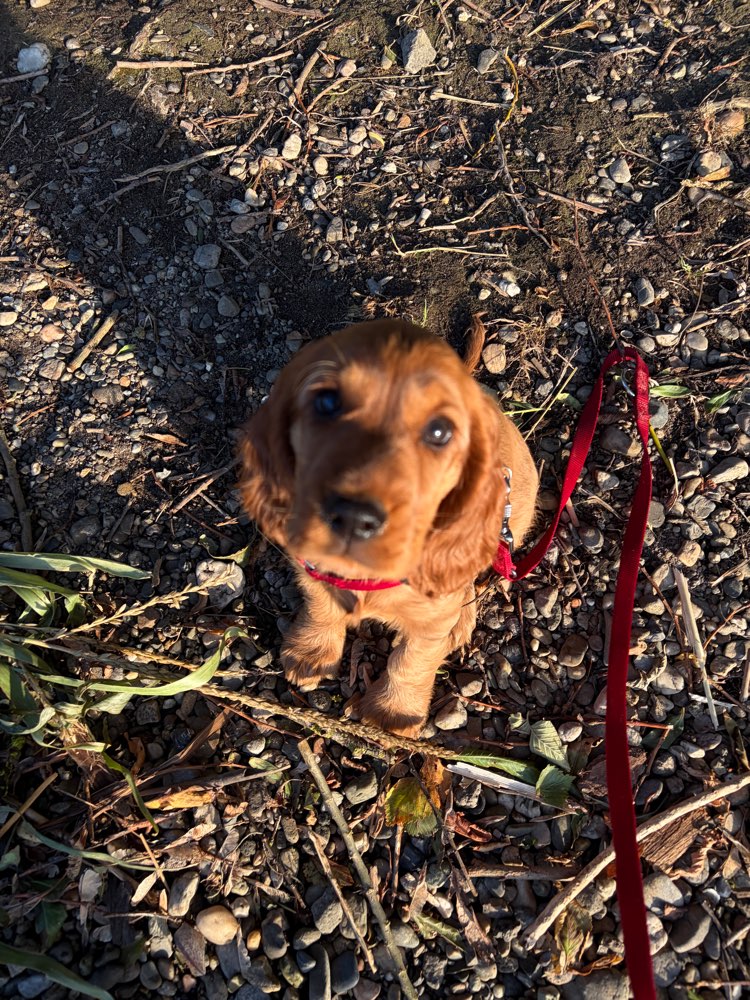 Hundetreffen-🐾 Welpentreffen am Hufeisensee 🐶🤎-Profilbild