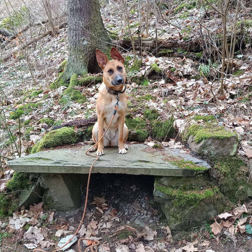 Hundetreffen-Gassi gehen und Hundespiel Treff-Profilbild