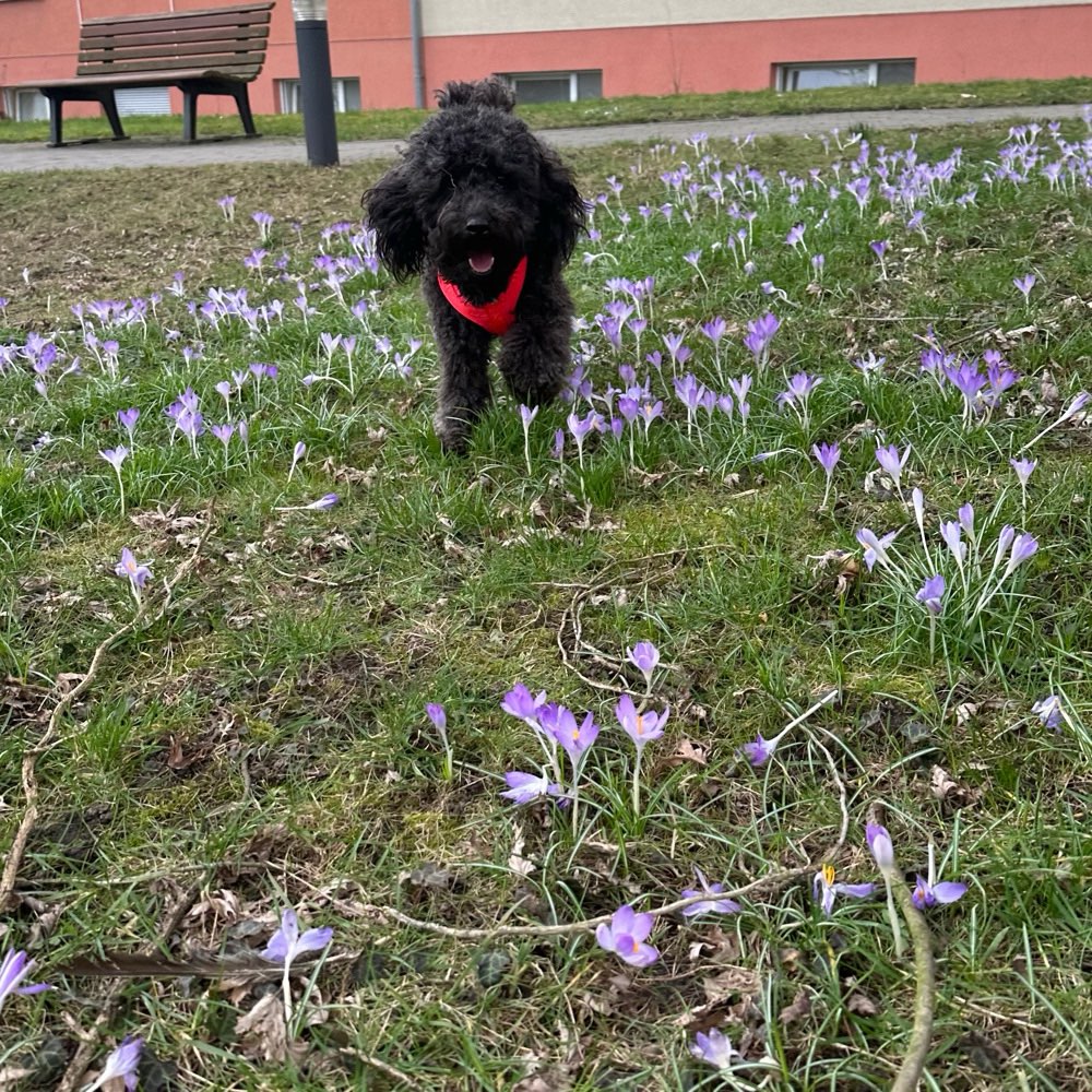 Hundetreffen-Liesel sucht Hundegefährten-Profilbild