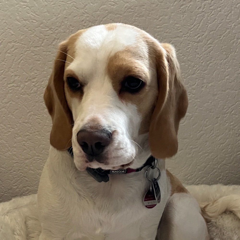 Hundetreffen-Gassirunde Treffen in Bretzfeld / Öhringen-Profilbild