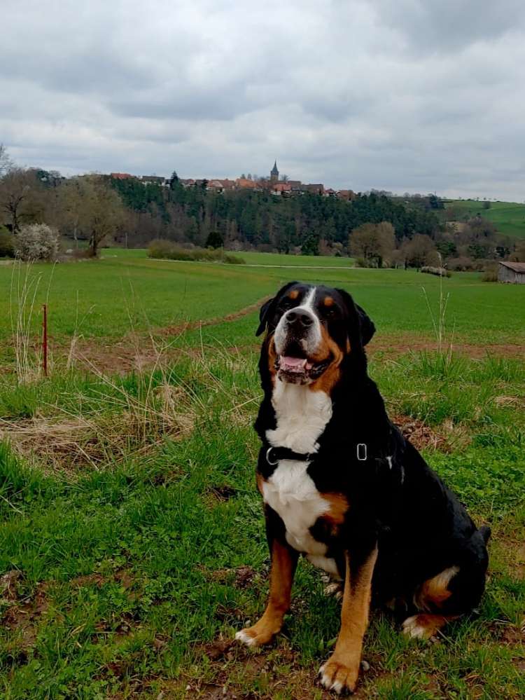 Hundetreffen-Suche Gassigeh-Partner-Profilbild