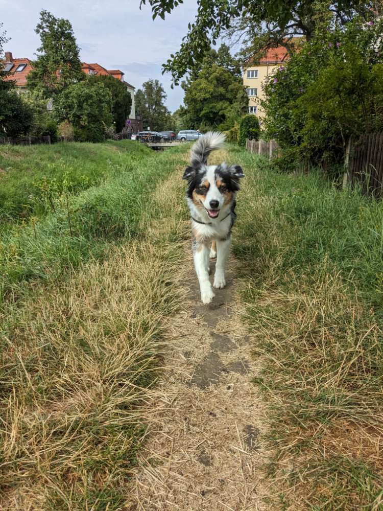 Hundetreffen-Spielrunde am Toeplerpark-Profilbild