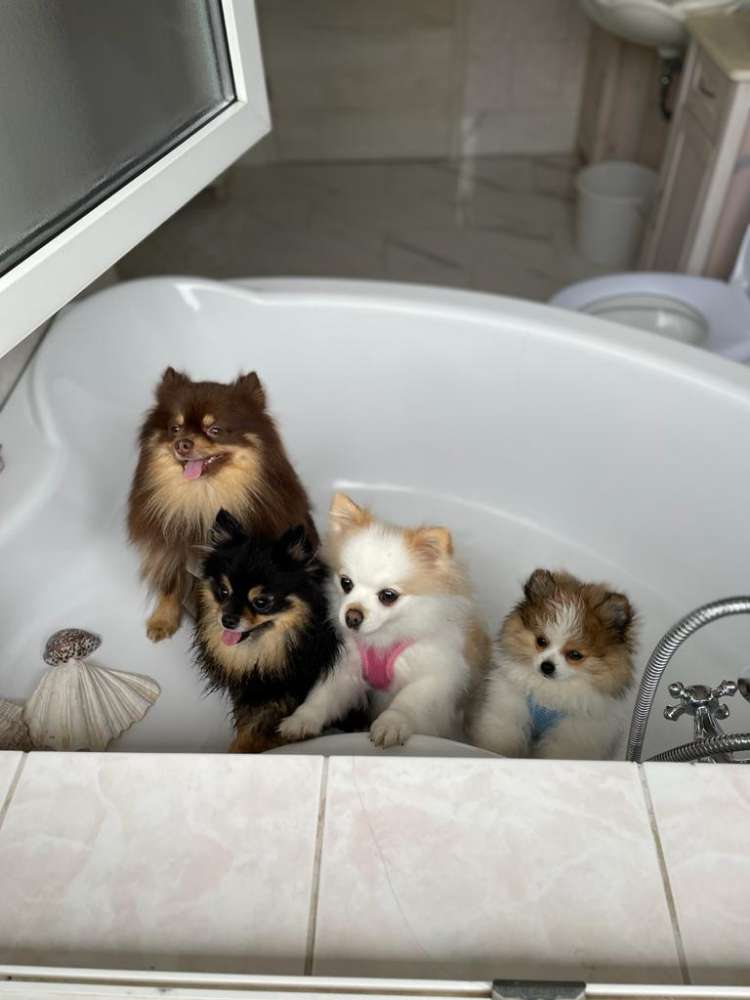 Hundetreffen-Treffen mit kleinen Hunden in 29690 Buchholz-Profilbild
