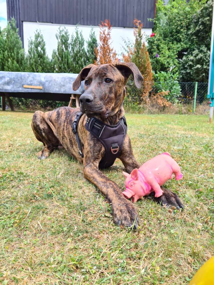 Hundetreffen-SpielkameradenIn gesucht ;)-Profilbild