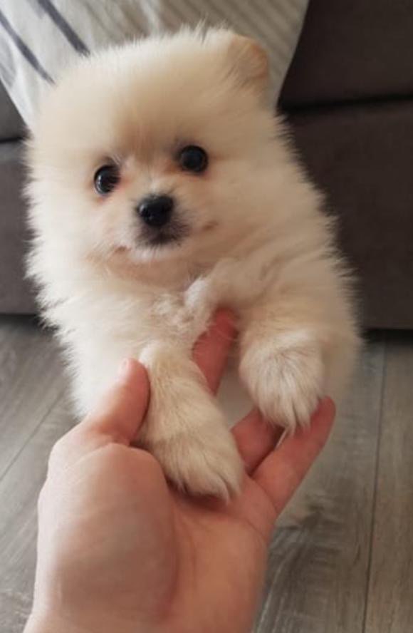 Hundetreffen-Welpentreff🐶🐾-Profilbild