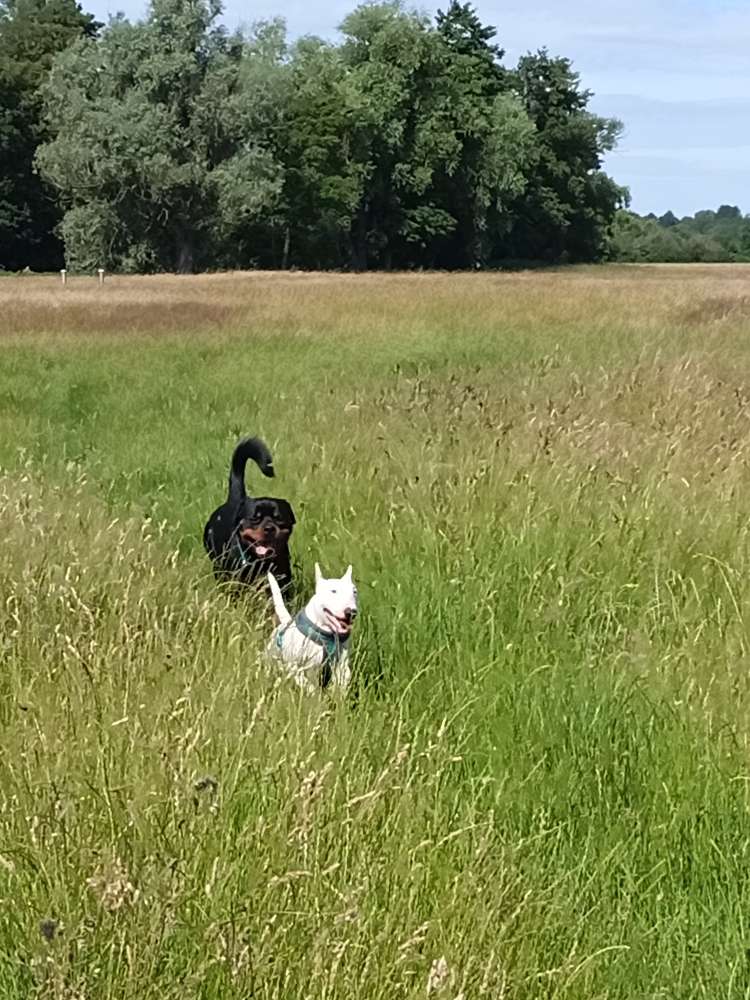 Hundetreffen-Gassi und Spiel runde-Profilbild