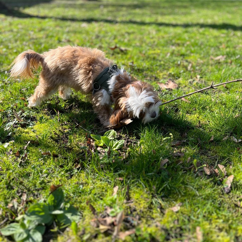 Hundetreffen-Gassi und Spiel Treffen-Profilbild