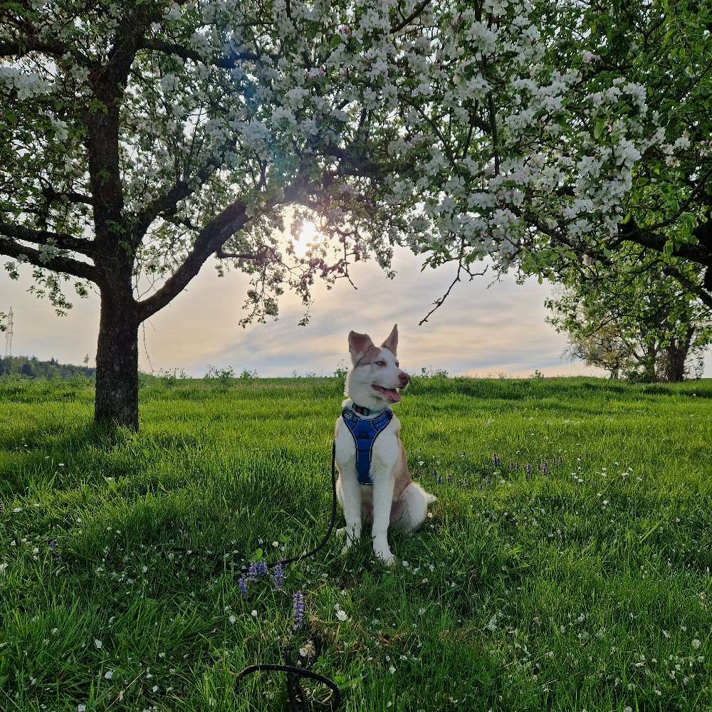 Hundetreffen-Spiel- & Übungstreffen-Profilbild